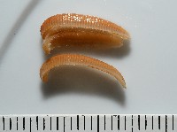 藏品(新種雄顎平馬陸)的圖片