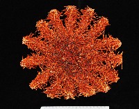 藏品(棘冠海星(長棘海星))的圖片