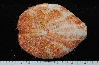 藏品(秀麗布萊海膽)的圖片