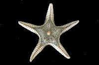 藏品(櫛盤海星)的圖片