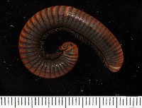 藏品(浙山蛩(浙旋刺馬陸))的圖片