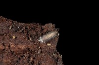 藏品(未知種毛馬陸)的圖片