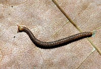 藏品(顆粒雕囊馬陸)的圖片