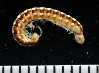 藏品(霍氏繞馬陸)的圖片