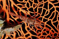 藏品(德班氏活額蝦)的圖片