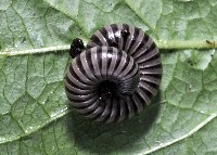 藏品(黑白山蛩)的圖片