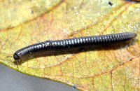 藏品(未知種姬馬陸)的圖片