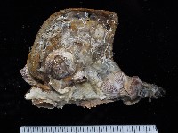 藏品(膨肚(大肚)鶯蛤)的圖片