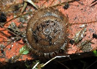 藏品(臺灣盾蝸牛)的圖片