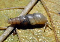 藏品(大錐蝸牛)的圖片