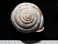 藏品(栗蝸牛)的圖片