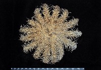 藏品(棘冠海星(長棘海星))的圖片