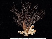 藏品(紅扇珊瑚)的圖片