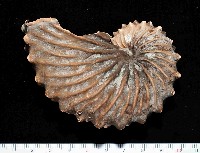 藏品(闊船蛸)的圖片