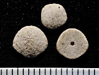 藏品(馬氏海錢(馬氏扣海膽))的圖片