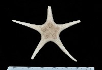 藏品(櫛仿角海星)的圖片