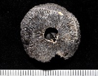 藏品(日本笠藤壺)的圖片