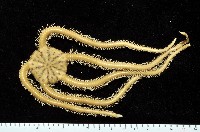 藏品(巨綠蛇尾)的圖片