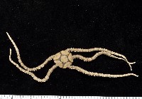 藏品(迭鱗片蛇尾)的圖片