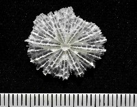 藏品(高片菌杯珊瑚)的圖片