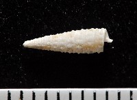 藏品(重疊錐折螺)的圖片