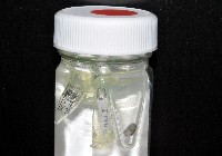 藏品(威廉小藤壺)的圖片