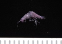 藏品(新種擊鉤蝦)的圖片