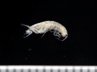 藏品(新種擊鉤蝦)的圖片