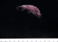 藏品(擊鉤蝦之一種)的圖片