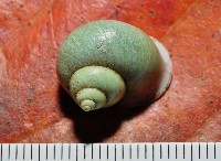 藏品(台灣青山蝸牛)的圖片