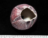 藏品(壯肋巨藤壺)的圖片