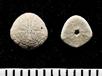 藏品(馬氏海錢(馬氏扣海膽))的圖片