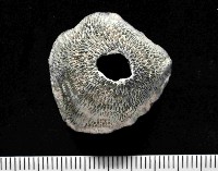 藏品(鱗笠藤壺)的圖片