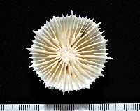 藏品(韋氏冠杯珊瑚)的圖片