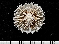 藏品(圓角杯珊瑚)的圖片