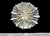 藏品(韋氏冠杯珊瑚)的圖片