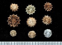 藏品(星角杯珊瑚(暫譯))的圖片