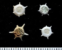 藏品(單體葵珊瑚之一種)的圖片