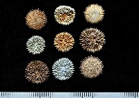 藏品(未知種角杯珊瑚)的圖片