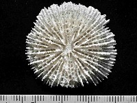 藏品(高片菌杯珊瑚)的圖片