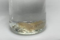 藏品(小日本鏈帶馬陸)的圖片