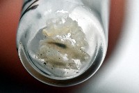 藏品(小日本鏈帶馬陸)的圖片