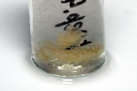 藏品(截莖雕背帶馬陸)的圖片