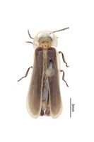 藏品(黃緣短角窗螢)的圖片