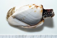 藏品(鵝茗荷)的圖片