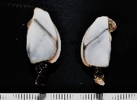 藏品(茗荷)的圖片