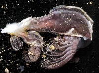 藏品(細板條茗荷)的圖片