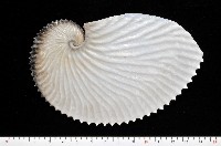 藏品(扁船蛸)的圖片