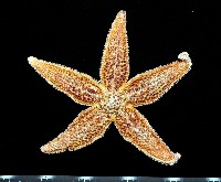 藏品(多棘海盤車)的圖片