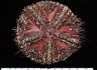 藏品(輻星肛海膽)的圖片